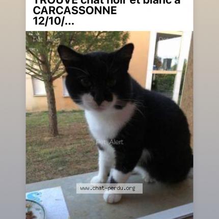 Foto 1/1 Gato encontrado Encontrado en Carcassonne