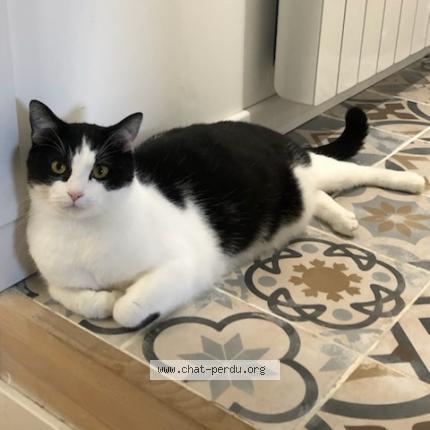 Foto 1/1 Gato encontrado Perdido en Puilboreau