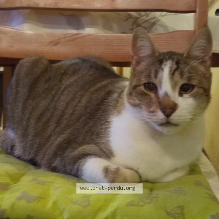 Foto 1/1 HAWAÏ Chat perdido en Villebois