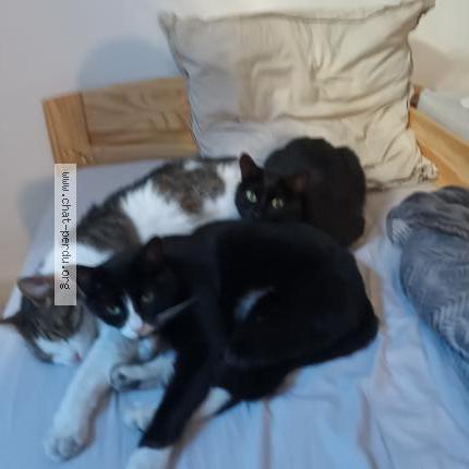 Foto 1/1 Minnie Chat perdido en Marseille