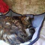 Foto de gato encontrado en Saint Mathieu De Treviers