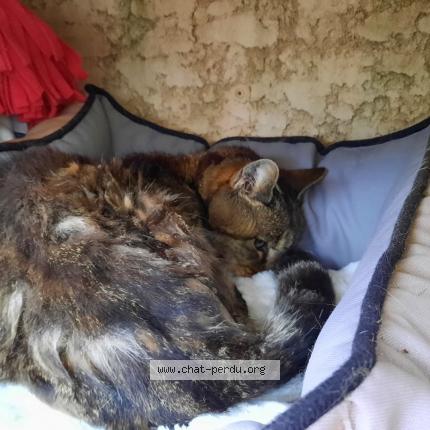 Foto 1/1 Gato encontrado Encontrado en Saint mathieu de treviers