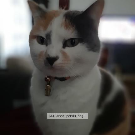 Foto 1/1 Gato encontrado Perdido en Toulon