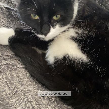 Foto 1/2 Milou Chat perdido en Dardilly