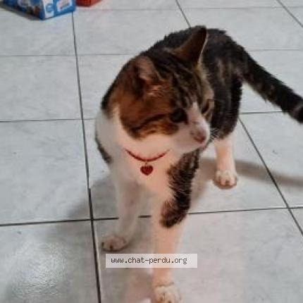 Foto 1/1 Gato encontrado Encontrado en Villiers sur marne