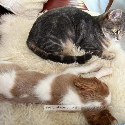 Foto 1/1 Gato encontrado Perdido en Pithiviers