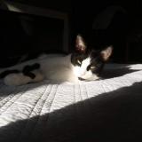 Foto del gato perdido en Amiens