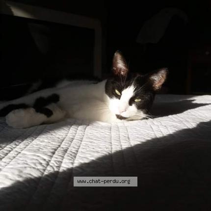 Foto 1/1 Gato encontrado Perdido en Amiens