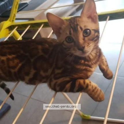 Foto 1/1 Stela Chat perdido en Le mesnil esnard