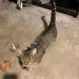 Foto de gato encontrado en Aulnay Sous Bois