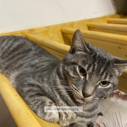 Foto 1/1 Gato encontrado Perdido en Veauville les quelles