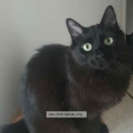 Foto 1/1 Bounty Chat perdido en Nice