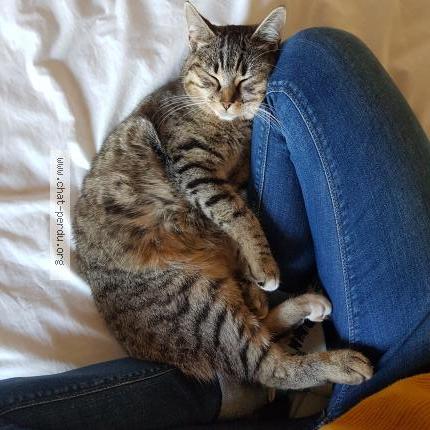 Foto 1/1 Zia Chat perdido en Saint aunes