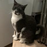 Foto del gato perdido en Tancarville