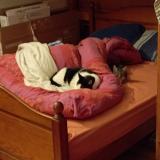 Foto del gato perdido en Beziers