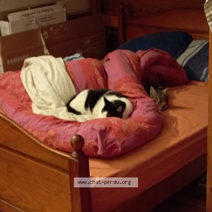 Foto 1/1 Gato encontrado Perdido en Beziers