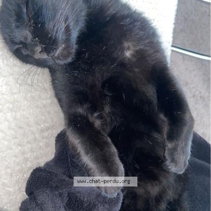 Foto 1/1 Pepito Chat perdido en Quatremare