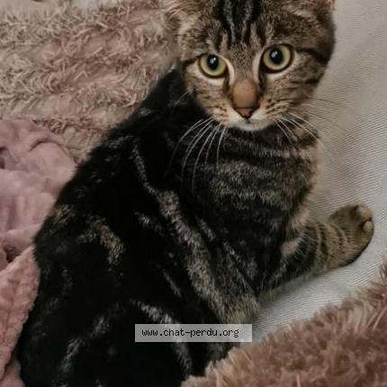 Foto 1/1 Touillette Chat perdido en Mainvilliers