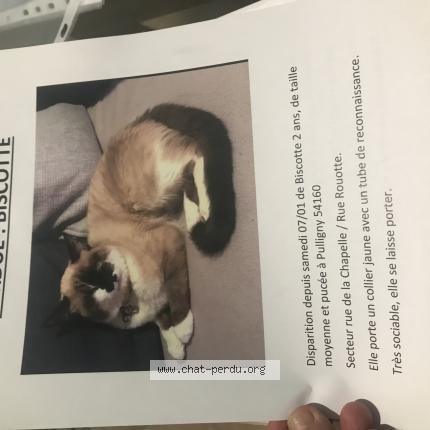 Foto 1/1 Biscotte Chat perdido en Pulligny