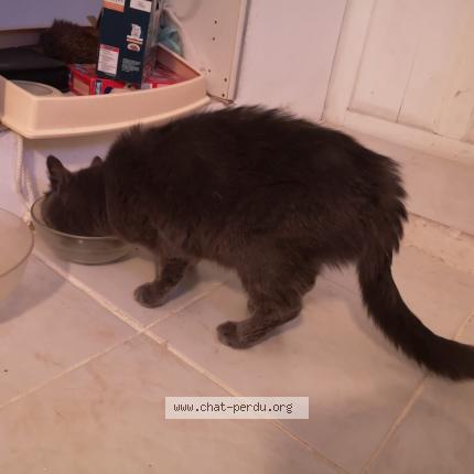 Foto 1/1 Gato encontrado Encontrado en Montpellier