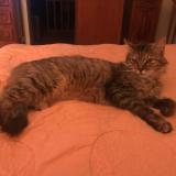 Foto del gato perdido en Goupillieres