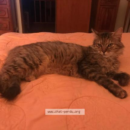 Foto 1/1 Easy Chat perdido en Goupillieres