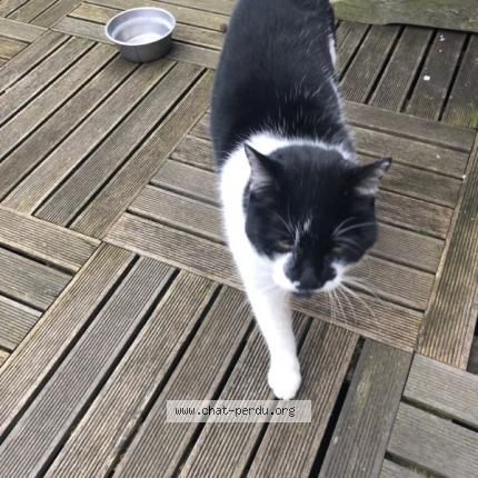 Foto 1/1 Gato encontrado Encontrado en Pont l eveque 14130