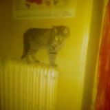 Foto de gato encontrado en Angers Maine Et Loire