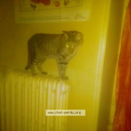 Foto 1/2 Gato encontrado Encontrado en Angers maine et loire