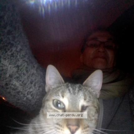 Foto 2/2 Gato encontrado Encontrado en Angers maine et loire