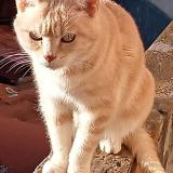 Foto del gato perdido en Le Coteau