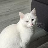 Foto del gato perdido en Franconville