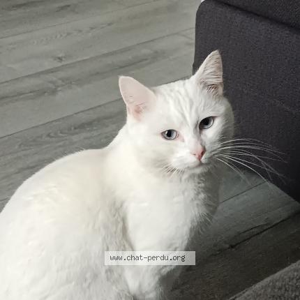 Foto 1/1 Gato encontrado Perdido en Franconville