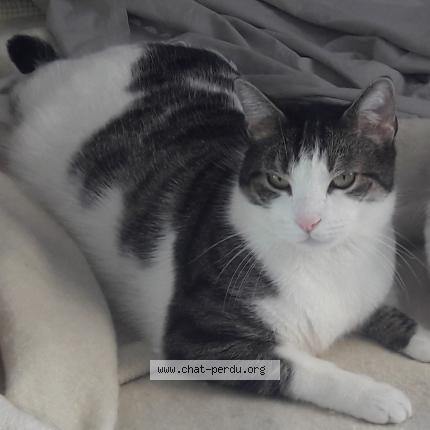 Foto 1/1 MAX Chat perdido en Saint maur des fosses