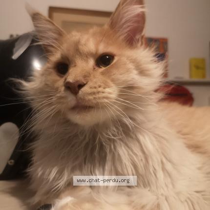 Foto 1/1 Lambert Chat perdido en Montreuil