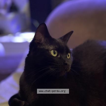 Foto 1/1 Philou Chat perdido en Saint maur