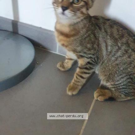 Foto 1/1 Tarzan Chat perdido en Oisilly