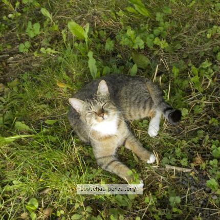 Foto 1/1 Champion Chat perdido en Beloeil