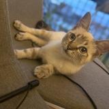 Foto del gato perdido en Clichy Sous Bois