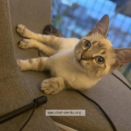 Foto 1/1 Gato encontrado Perdido en Clichy sous bois