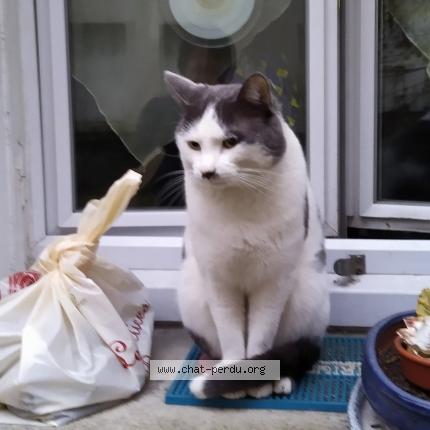 Foto 1/1 Gato encontrado Perdido en Paris