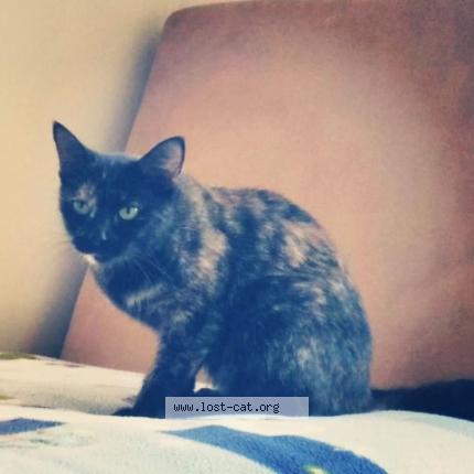 Foto 2/2 Calliope Chat perdido en Wyandotte