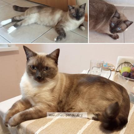 Foto 1/1 Marcel Chat perdido en Sainte marie lapanouze