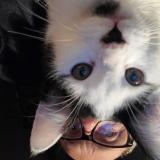 Foto del gato perdido en Saint Symphorien Sur Coise