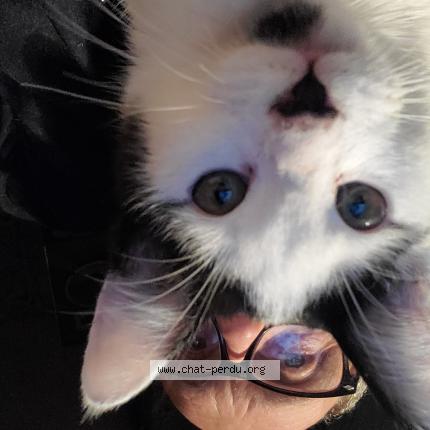 Foto 1/1 Gato encontrado Perdido en Saint symphorien sur coise