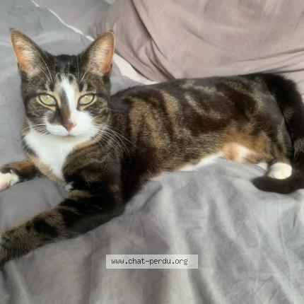 Foto 1/3 Gigi Chat perdido en Antibes