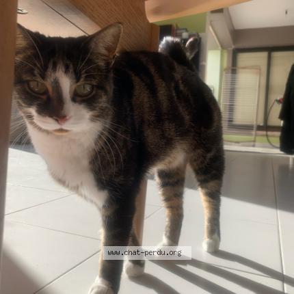 Foto 2/3 Gigi Chat perdido en Antibes