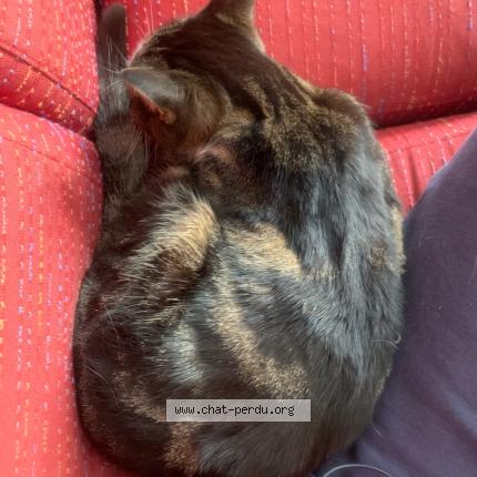 Foto 3/3 Gigi Chat perdido en Antibes