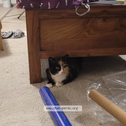 Foto 1/1 Bibou Chat perdido en Grenoble