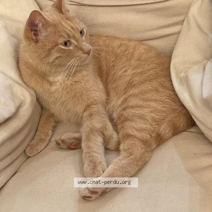 Foto 1/1 Petit boucan Chat perdido en Marseille